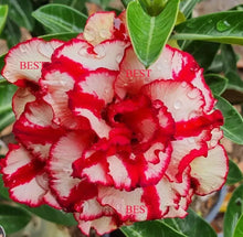 Load image into Gallery viewer, OMYEN Desert Rose Adenium Obesum SMALL Rooted Seedling Plant