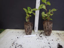 Load image into Gallery viewer, ONYX PEACOCK~~Hydrangea Starter Plant~BLOOMS LIGHT BLUE/VIOLET TO DEEP PURPLE