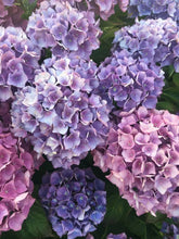 Load image into Gallery viewer, ONYX PEACOCK~~Hydrangea Starter Plant~BLOOMS LIGHT BLUE/VIOLET TO DEEP PURPLE