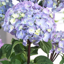 Load image into Gallery viewer, ONYX PEACOCK~~Hydrangea Starter Plant~BLOOMS LIGHT BLUE/VIOLET TO DEEP PURPLE