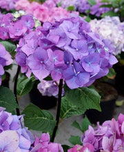 Load image into Gallery viewer, ONYX PEACOCK~~Hydrangea Starter Plant~BLOOMS LIGHT BLUE/VIOLET TO DEEP PURPLE