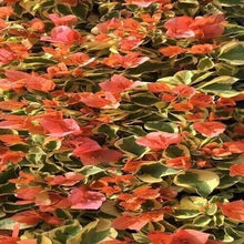 Load image into Gallery viewer, Orange Ice Live Well Rooted Bougainvillea STARTER plant