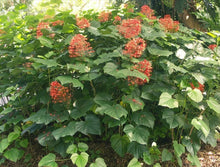 Load image into Gallery viewer, Orange Pagoda-Clerodendrum paniculatum-AKA Orange Pyramid Tower--STARTER PLANT
