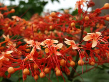Load image into Gallery viewer, Orange Pagoda-Clerodendrum paniculatum-AKA Orange Pyramid Tower--STARTER PLANT
