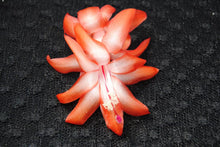 Load image into Gallery viewer, Orange Norris Christmas Cactus/Thanksgiving Cactus SchlumbergeraTruncata Rooted STARTER Plant