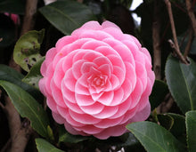 Load image into Gallery viewer, Otome~~Camellia Japonica-Live Starter Plant-Highly Variable Blooms!