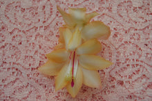 Load image into Gallery viewer, Outono Brazil Christmas Cactus/Thanksgiving Cactus SchlumbergeraTruncata Rooted STARTER Plant