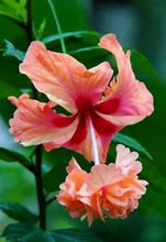 Load image into Gallery viewer, PEACH LION'S TAIL** POM POM POODLE Tropical Hibiscus Plant***WELL ROOTED***