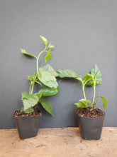 Load image into Gallery viewer, PEACH LION'S TAIL** POM POM POODLE Tropical Hibiscus Plant***WELL ROOTED***