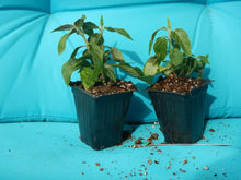 Load image into Gallery viewer, PINK FLAMINGO JUSTICIA CARNEA AKA as Brazilian Plume Jacobinia Starter Plant