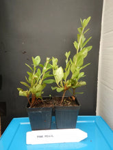 Load image into Gallery viewer, ASTRONAUT Azalea/Rhododendron Deciduous Starter Plant BI-COLOR STRIPED BLOOMS