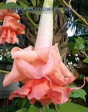 Load image into Gallery viewer, PINK PERFECTION~~Angels Trumpet Brugmansia Tropical Plant~~Well Rooted STARTER Plant