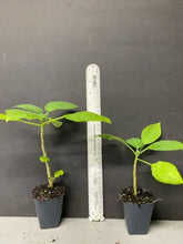 Load image into Gallery viewer, ~LIZZY~Angels Trumpet Brugmansia Tropical Plant Well Rooted STARTER Plant