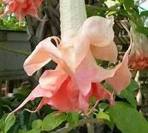 Load image into Gallery viewer, PINK PERFECTION~~Angels Trumpet Brugmansia Tropical Plant~~Well Rooted STARTER Plant
