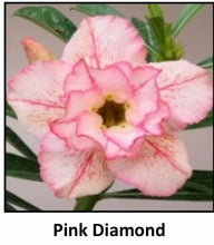 Load image into Gallery viewer, PINK DIAMOND Adenium Obesum Grafted Plant Desert Rose Plant *USA Seller*