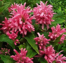 Load image into Gallery viewer, PINK FLAMINGO JUSTICIA CARNEA AKA as Brazilian Plume Jacobinia Starter Plant