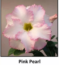 Load image into Gallery viewer, ""PINK PEARL""Adenium Obesum Grafted Plant Desert Rose Plant *USA Grown*