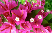 Load image into Gallery viewer, PINK PIXIE Live Well Rooted Bougainvillea STARTER plant