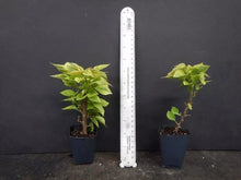 Load image into Gallery viewer, PINK PIXIE QUEEN Live Well Rooted Bougainvillea STARTER plant