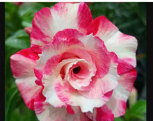 Load image into Gallery viewer, PINK ROSE Desert Rose Adenium Obesum SMALL Rooted Seedling Plant