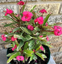 Load image into Gallery viewer, PINK VARIEGATED **Crown Of Thorns-Euphorbia Milii CHRIST PLANT SMALL ROOTED STARTER PLANT