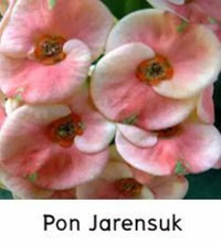 Load image into Gallery viewer, PON JAREN SUK **Crown Of Thorns-Euphorbia Milii CHRIST PLANT SMALL ROOTED STARTER PLANT