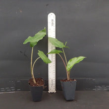 Load image into Gallery viewer, ***PORTORA*** Elephant Ear Alocasia Live Starter Plant**COLD HARDY**GETS HUGE!