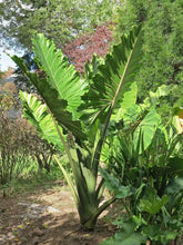 Load image into Gallery viewer, ***PORTORA*** Elephant Ear Alocasia Live Starter Plant**COLD HARDY**GETS HUGE!