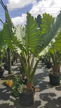 Load image into Gallery viewer, ***PORTORA*** Elephant Ear Alocasia Live Starter Plant**COLD HARDY**GETS HUGE!