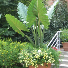 Load image into Gallery viewer, ***PORTORA*** Elephant Ear Alocasia Live Starter Plant**COLD HARDY**GETS HUGE!