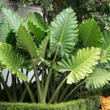 Load image into Gallery viewer, ***PORTORA*** Elephant Ear Alocasia Live Starter Plant**COLD HARDY**GETS HUGE!