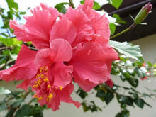 Load image into Gallery viewer, PRIDE OF HANKINS PINK* Rooted Tropical Hibiscus Starter Plant*Triple Blooms