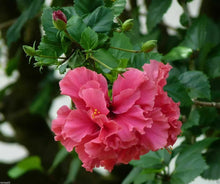 Load image into Gallery viewer, PRIDE OF HANKINS PINK* Rooted Tropical Hibiscus Starter Plant*Triple Blooms