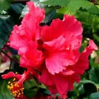 Load image into Gallery viewer, *PRIDE OF HANKINS RED* Rooted Tropical Hibiscus Starter Plant*Triple RED Bloom