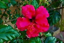 Load image into Gallery viewer, *PRIDE OF HANKINS RED* Rooted Tropical Hibiscus Starter Plant*Triple RED Bloom