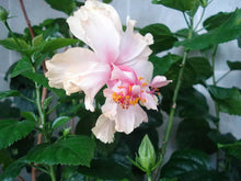 Load image into Gallery viewer, PRIDE OF HANKINS WHITE*Rooted Tropical Hibiscus STARTER Plant*Triple WHITE Bloom