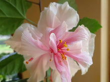 Load image into Gallery viewer, PRIDE OF HANKINS WHITE*Rooted Tropical Hibiscus STARTER Plant*Triple WHITE Bloom