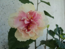 Load image into Gallery viewer, PRIDE OF HANKINS WHITE*Rooted Tropical Hibiscus STARTER Plant*Triple WHITE Bloom