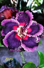 Load image into Gallery viewer, PURPLE PAZZAZ 8089 Desert Rose Adenium Obesum SMALL Rooted Seedling Plant