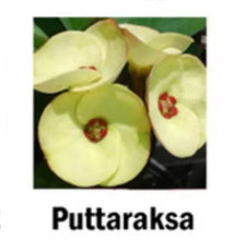 Load image into Gallery viewer, PUTTARAKSA**Crown Of Thorns-Euphorbia Milii CHRIST PLANT SMALL ROOTED STARTER PLANT