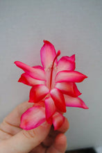 Load image into Gallery viewer, Paradise Lady Cactus/Thanksgiving Cactus SchlumbergeraTruncata Rooted STARTER Plant