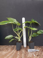 Load image into Gallery viewer, Paraiso Verde~~Variegated Philodendron Small Rooted Starter Plant~EXTREMELY RARE