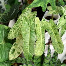 Load image into Gallery viewer, Paraiso Verde~~Variegated Philodendron Small Rooted Starter Plant~EXTREMELY RARE