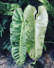 Load image into Gallery viewer, Paraiso Verde~~Variegated Philodendron Small Rooted Starter Plant~EXTREMELY RARE