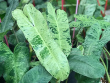Load image into Gallery viewer, Paraiso Verde~~Variegated Philodendron Small Rooted Starter Plant~EXTREMELY RARE
