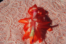 Load image into Gallery viewer, Peach Partyl Christmas Cactus/Thanksgiving Cactus Schlumbergera Truncata Rooted STARTER Plant