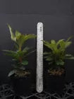 Load image into Gallery viewer, Percy Wiseman Azalea/Rhododendron STARTER Plant Varying Shades of Pink!