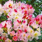 Load image into Gallery viewer, Percy Wiseman Azalea/Rhododendron STARTER Plant Varying Shades of Pink!