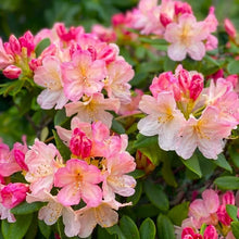 Load image into Gallery viewer, Percy Wiseman Azalea/Rhododendron STARTER Plant Varying Shades of Pink!