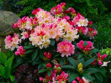 Load image into Gallery viewer, Percy Wiseman Azalea/Rhododendron STARTER Plant Varying Shades of Pink!